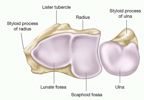 scaphoid and lunate facets 2